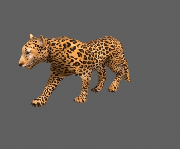 Modern Mammal-ID:914149397