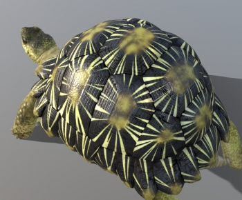 Modern Animal-ID:661516907