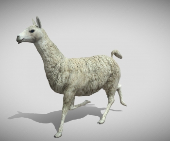 Modern Mammal-ID:177234891