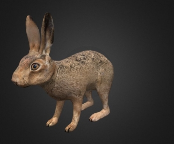 Modern Mammal-ID:523616087