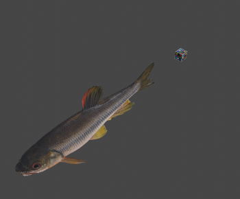 Modern Aquatic Animals-ID:336182123