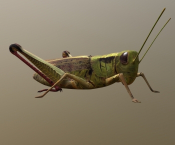 Modern Other Animals-ID:768069988