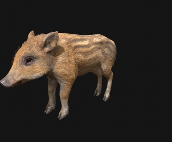 Modern Mammal-ID:362011914