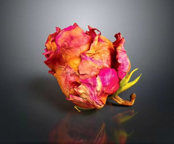 Modern Other-ID:586082941