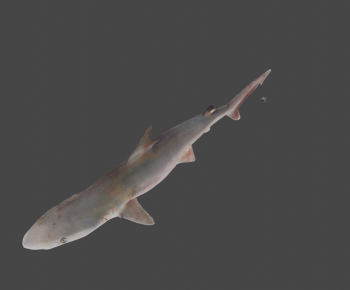 Modern Animal-ID:841156011
