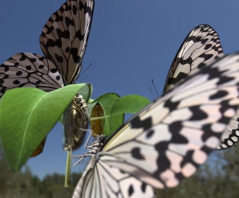 Modern Flying Animals-ID:181761032