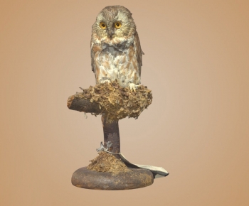 Modern Animal-ID:743171931