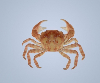Modern Aquatic Animals-ID:741009954