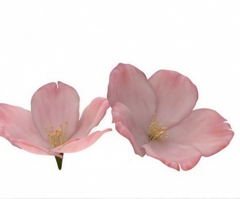 Modern Other-ID:158521894