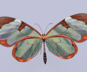 Modern Animal-ID:180902003