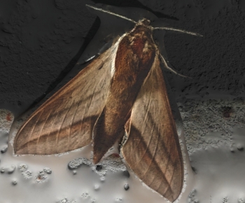 Modern Animal-ID:506757971
