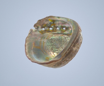 Modern Aquatic Animals-ID:213766106