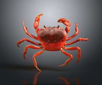 Modern Aquatic Animals-ID:226803067