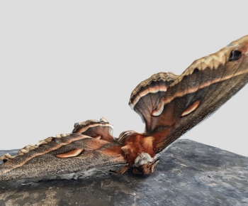 Modern Animal-ID:124573956