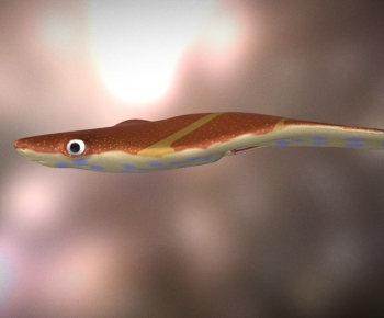 Modern Aquatic Animals-ID:615812065