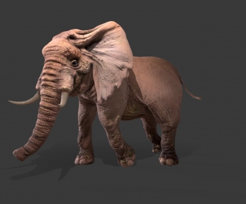 Modern Mammal-ID:974270112
