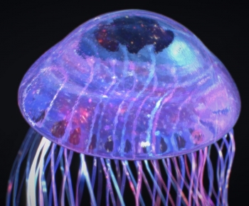 Modern Aquatic Animals-ID:952360638