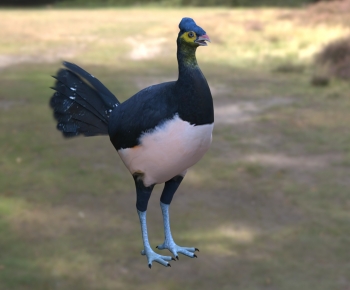 Modern Flying Animals-ID:541968114