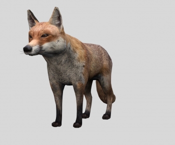 Modern Mammal-ID:523624903