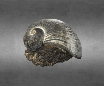 Modern Animal-ID:704363111
