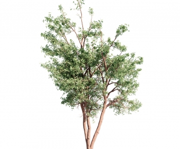 Modern Tree-ID:773446087