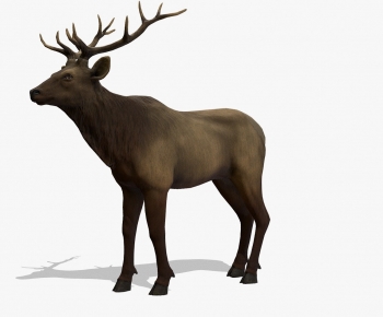 Modern Animal-ID:204579116
