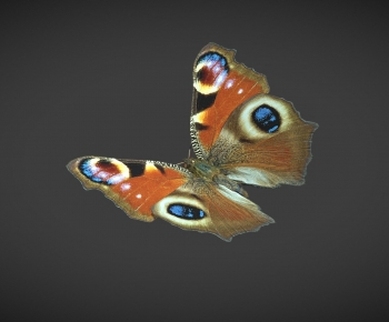 Modern Animal-ID:399940037