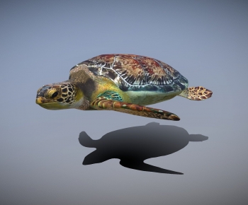 Modern Aquatic Animals-ID:816282994