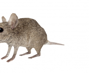 Modern Animal-ID:155030975