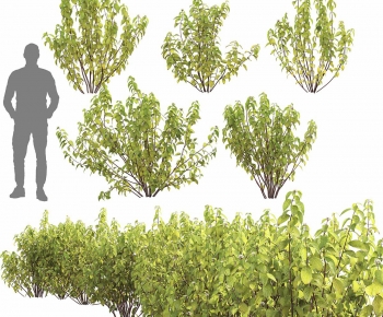 Modern Shrubbery-ID:109469999