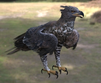 Modern Flying Animals-ID:135643016