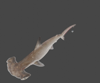 Modern Animal-ID:750613931
