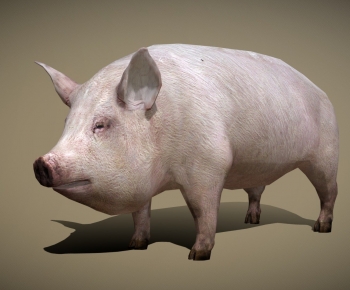 Modern Animal Pig-ID:263810245