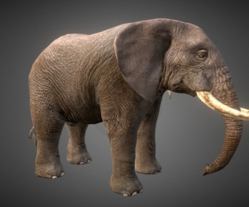 Modern Other Animals-ID:367388969