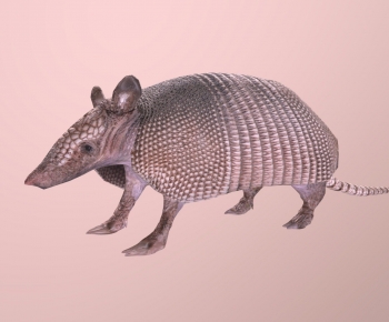 Modern Reptile-ID:516832116