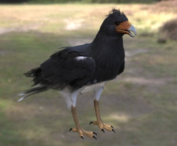 Modern Flying Animals-ID:101690323