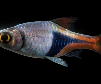 Modern Aquatic Animals-ID:673578984
