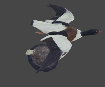 Modern Flying Animals-ID:552989967