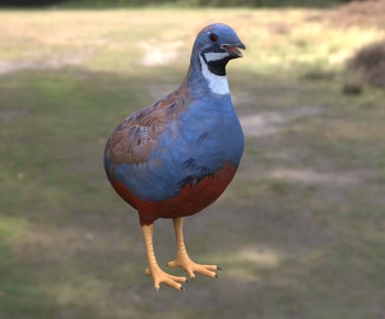 Modern Flying Animals-ID:234606037