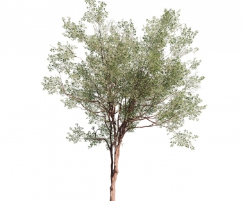 Modern Tree-ID:470392947