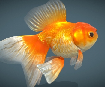 Modern Aquatic Animals-ID:505605943