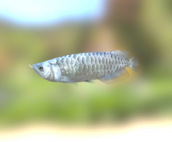 Modern Animal-ID:837243083
