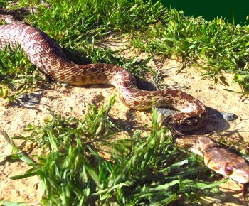 Modern Animal-ID:330765014