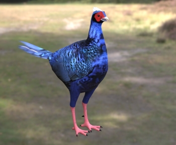 Modern Flying Animals-ID:591337923