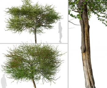 Modern Tree-ID:565369165