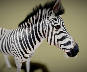 Modern Animal Horse-ID:758064997
