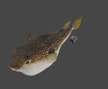 Modern Aquatic Animals-ID:212624076