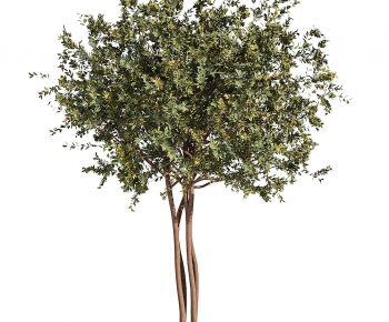 Modern Tree-ID:212428092