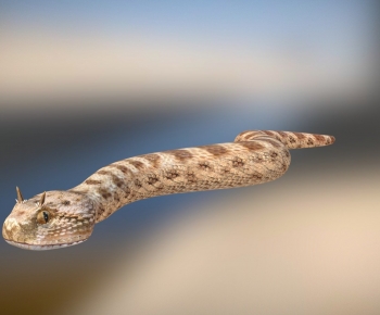 Modern Animal-ID:140320064