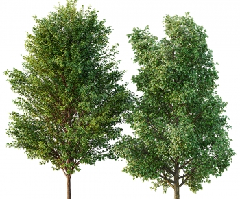 Modern Tree-ID:655280119